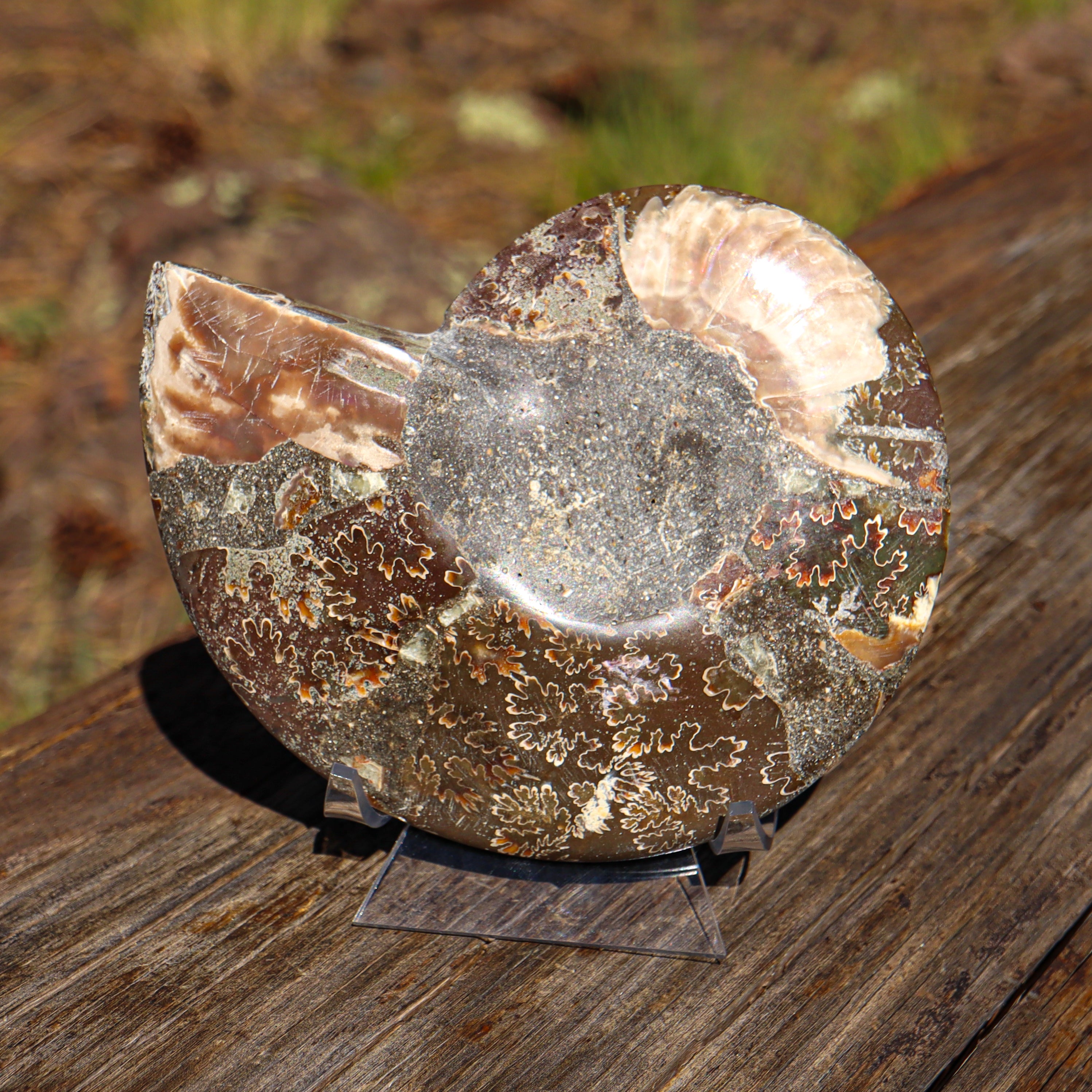 Polished Natural Ammonite Shell