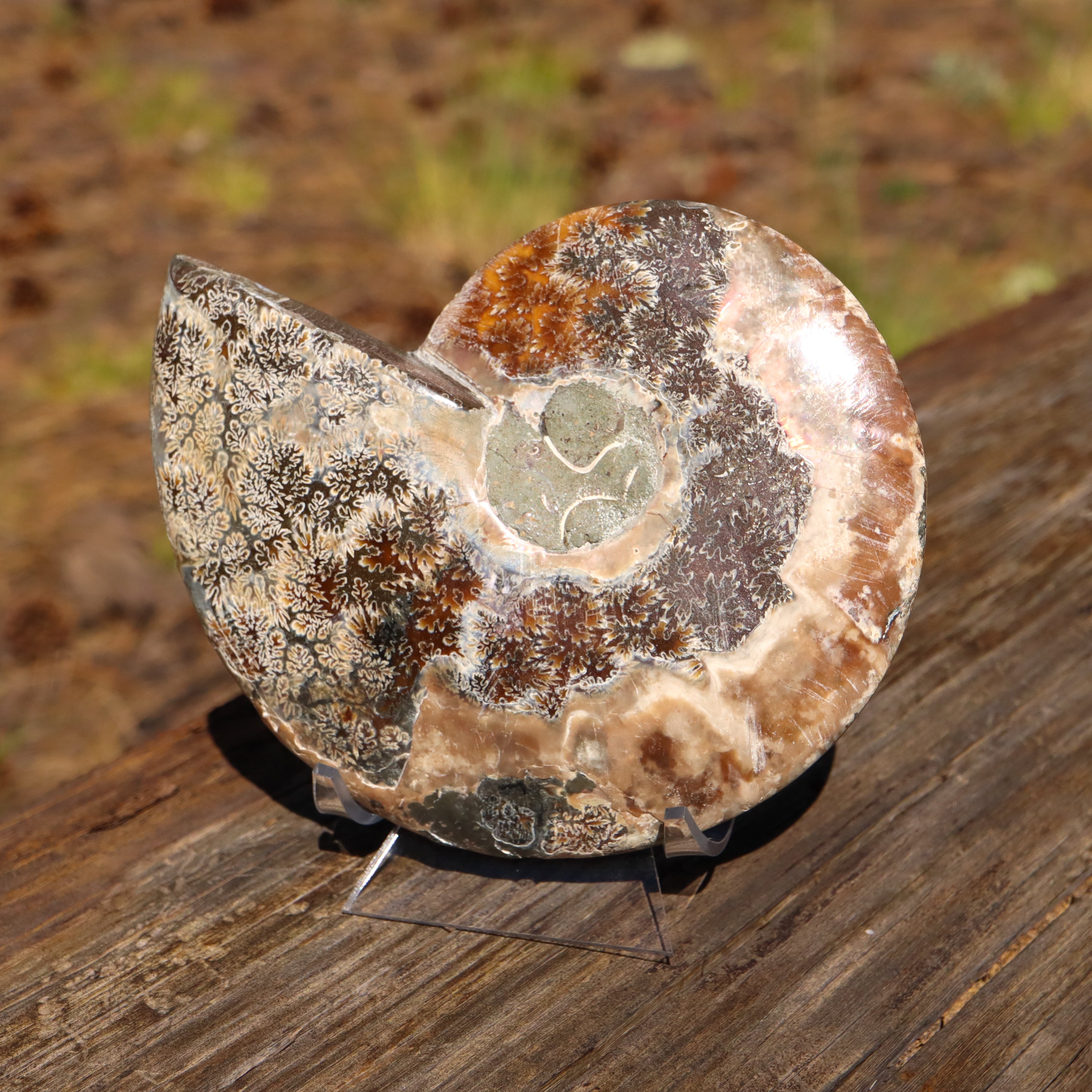 Polished Natural Ammonite Shell