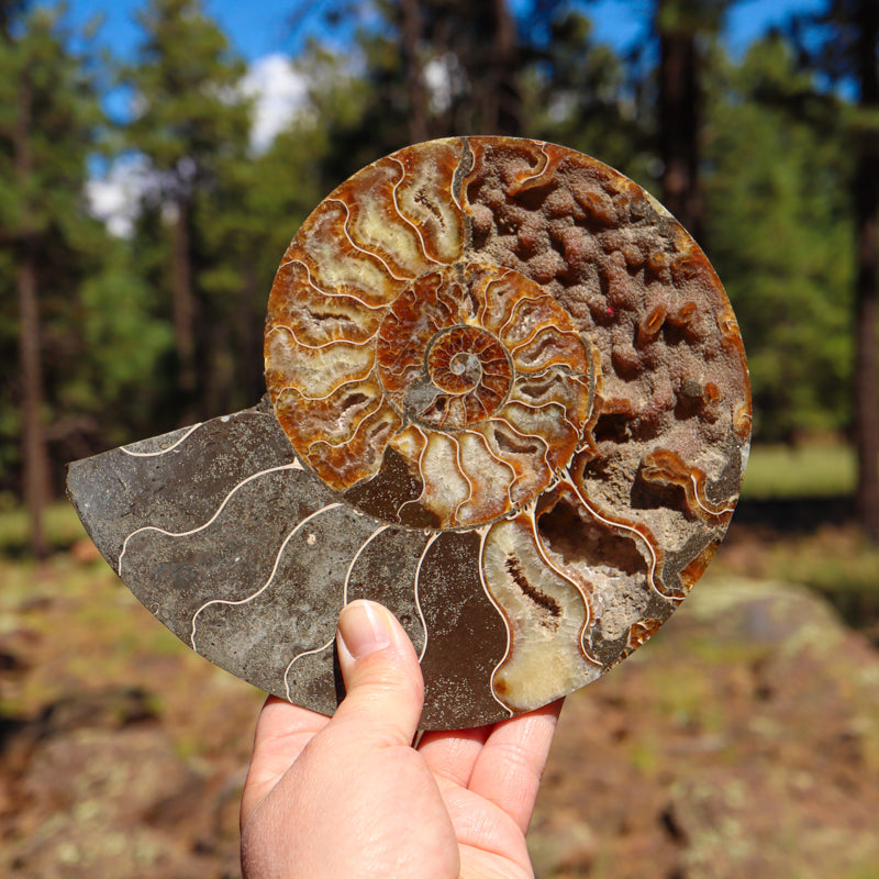 Polished Natural Ammonite Shell