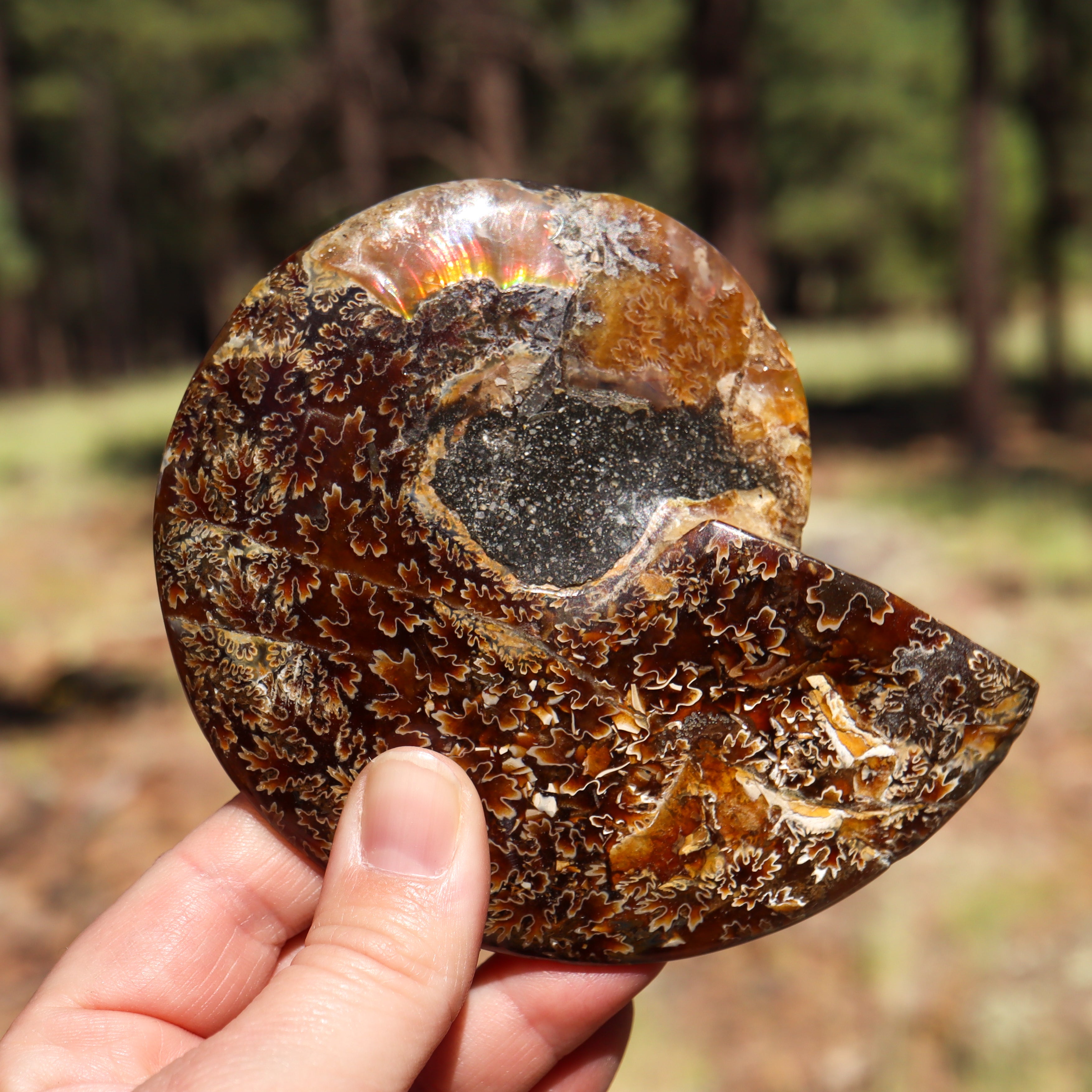 Polished Natural Ammonite Shell