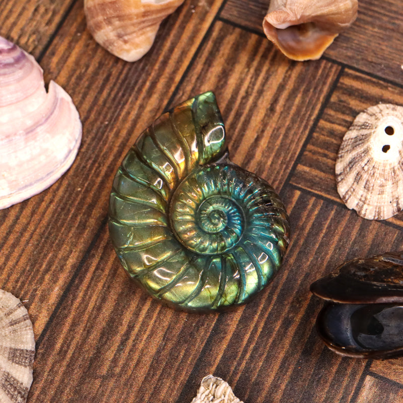 Labradorite Carved Ammonite