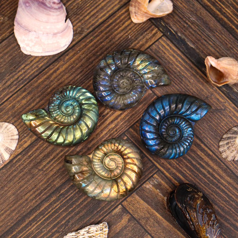 Labradorite Carved Ammonite