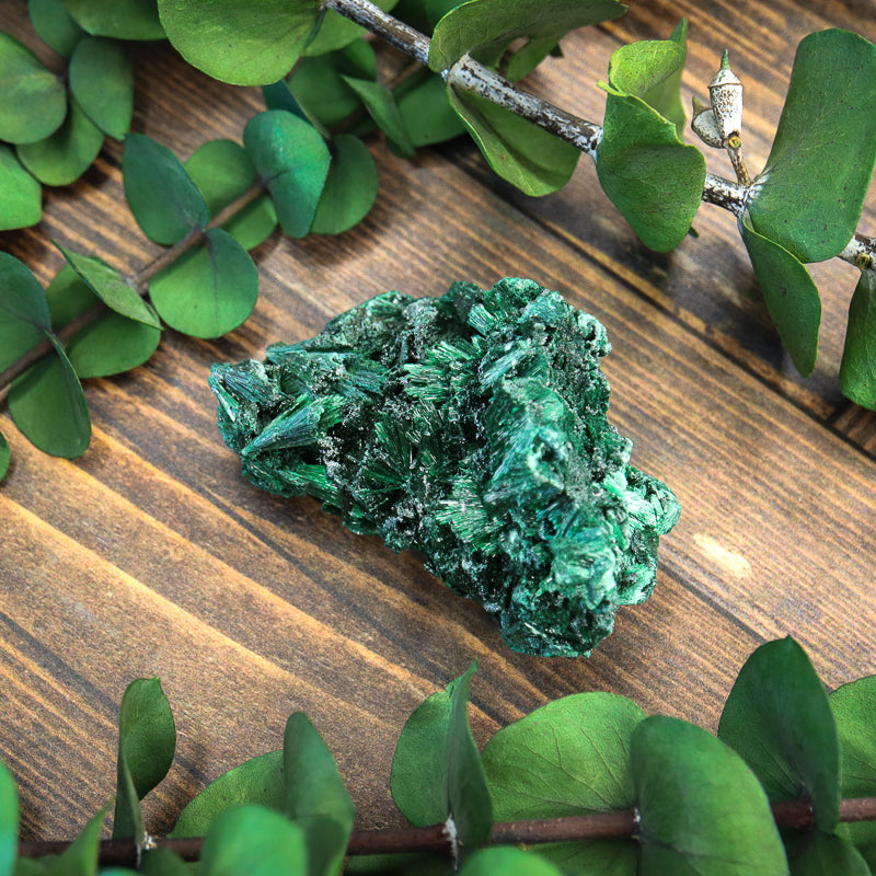 Velvet Malachite