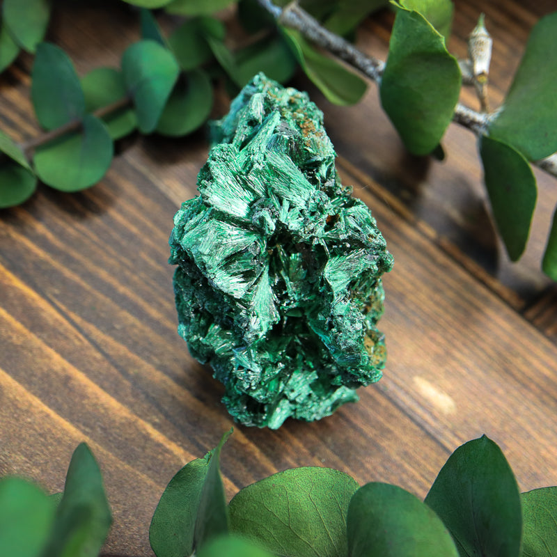 Velvet Malachite