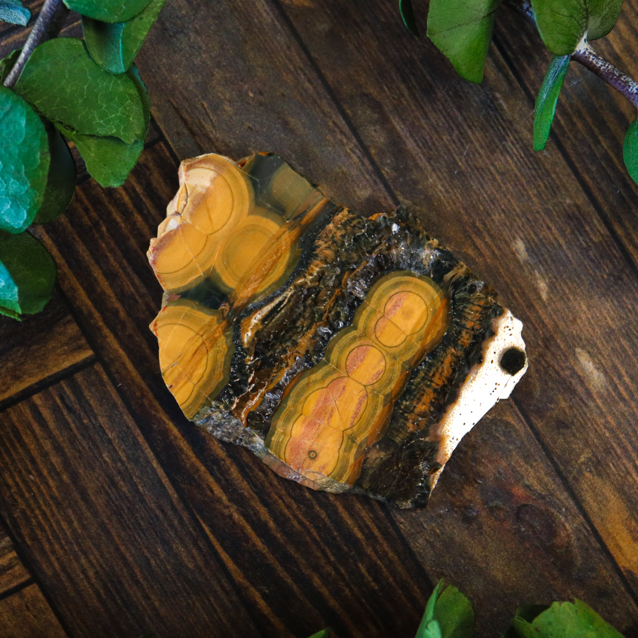 Ocean Jasper Polished Slice