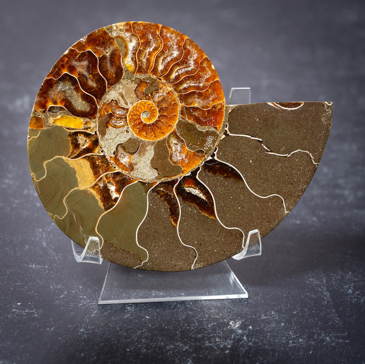 Polished Natural Ammonite Shell
