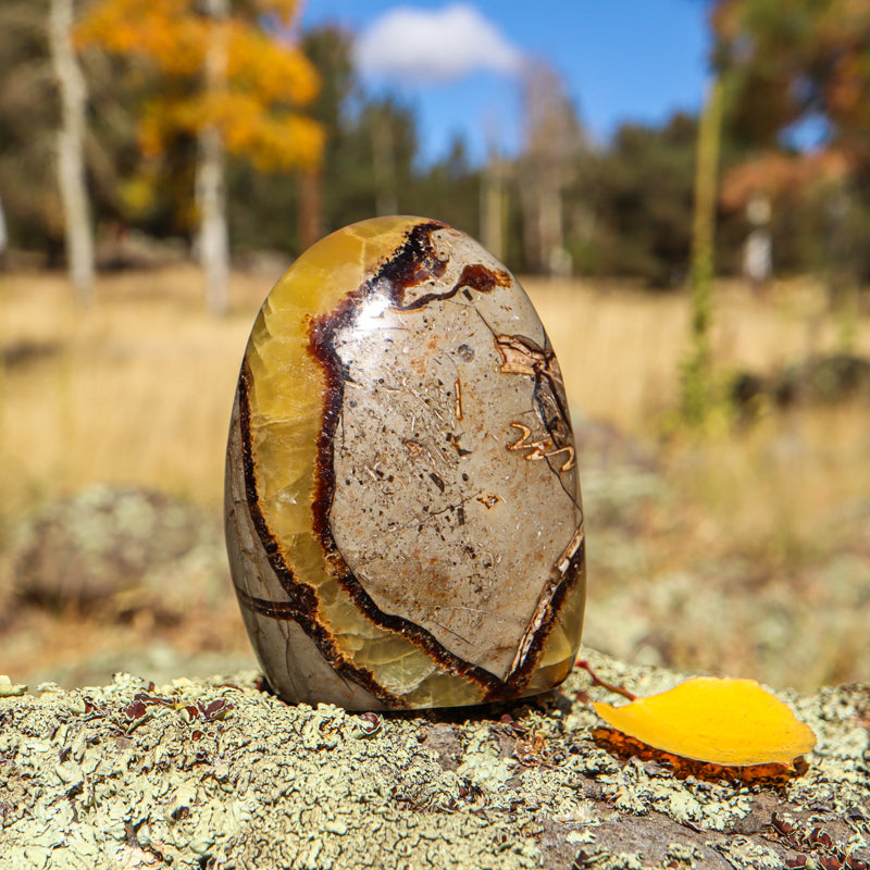 Septarian (Free Form)