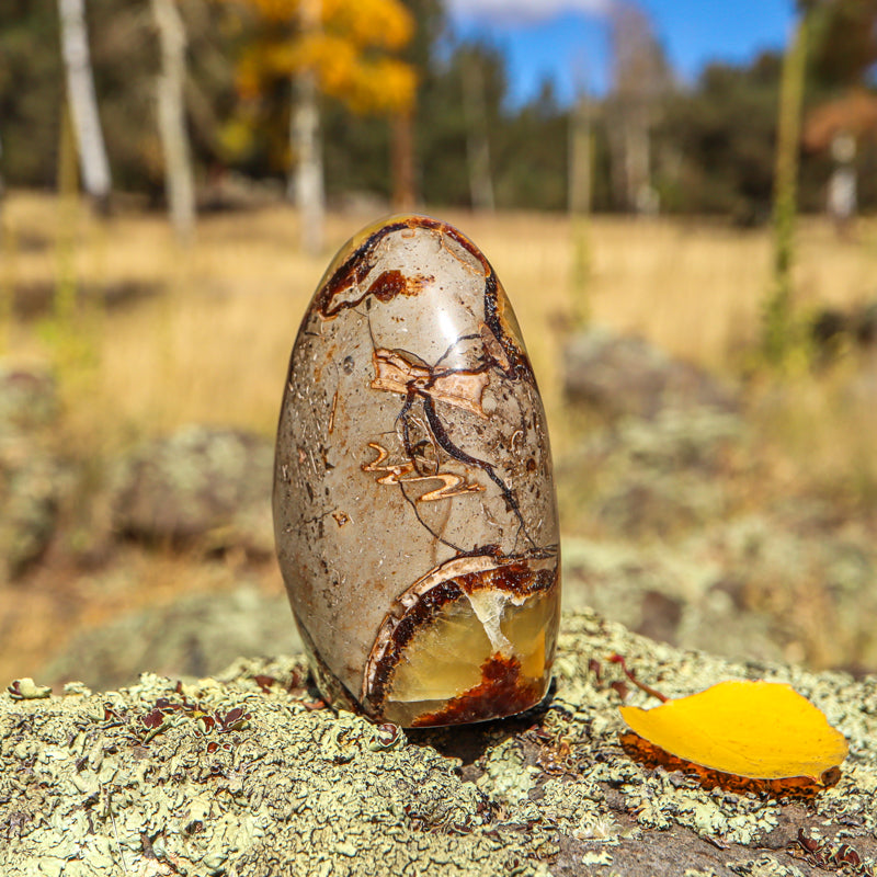 Septarian (Free Form)
