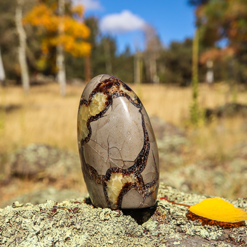 Septarian (Free Form)