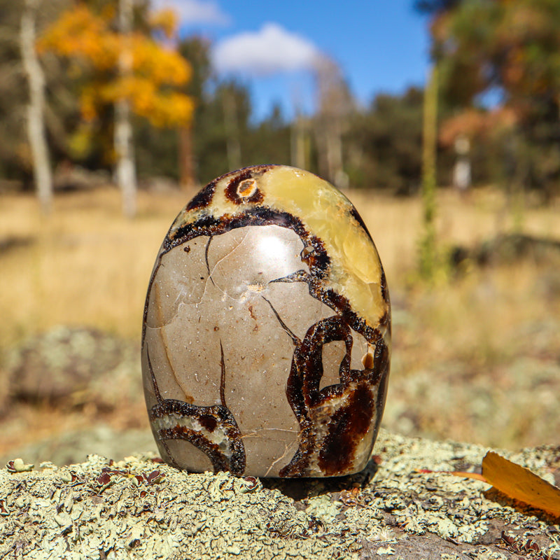 Septarian (Free Form)