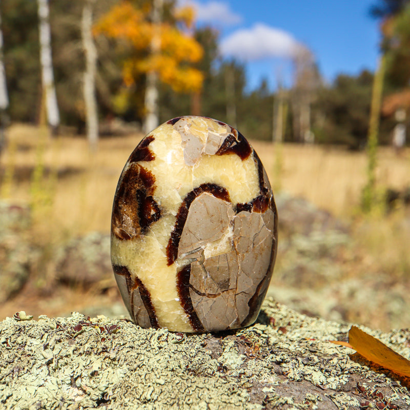 Septarian (Free Form)