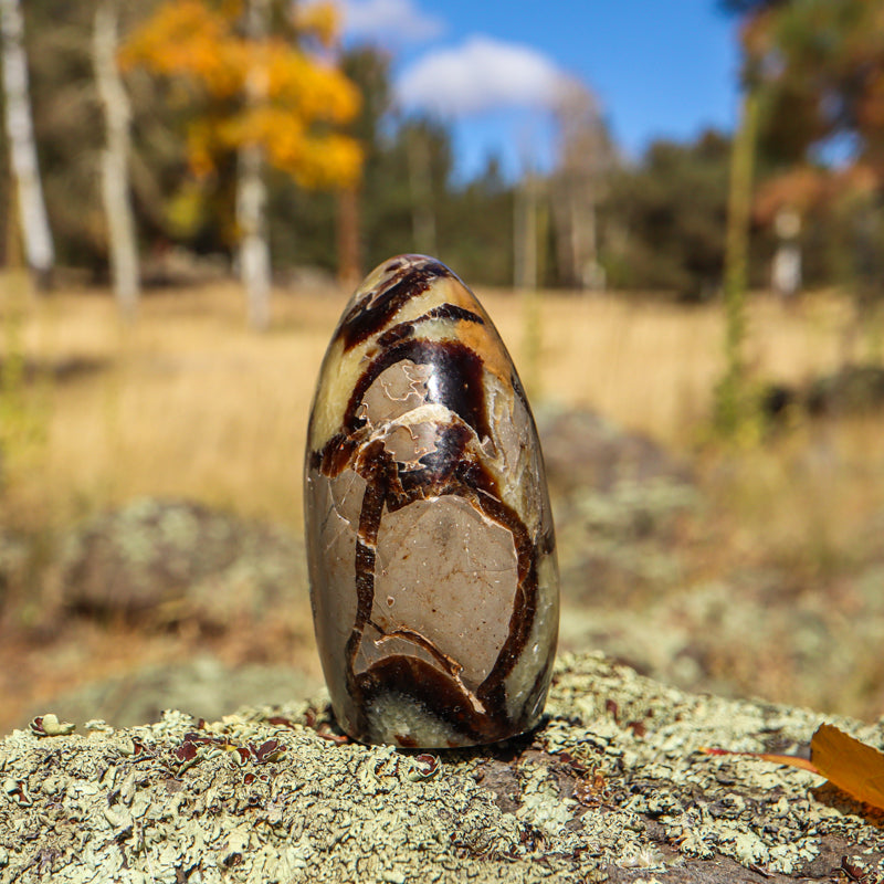Septarian (Free Form)