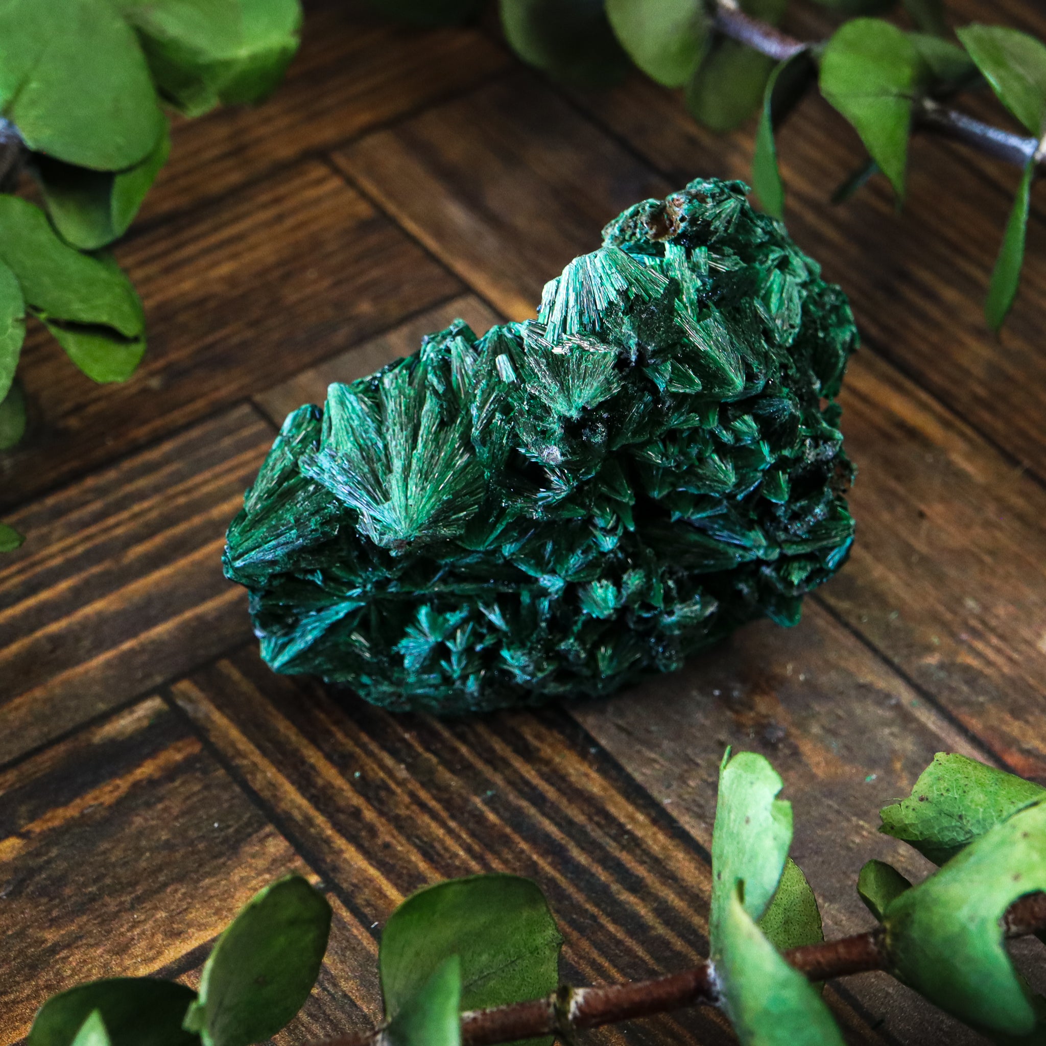 Velvet Malachite