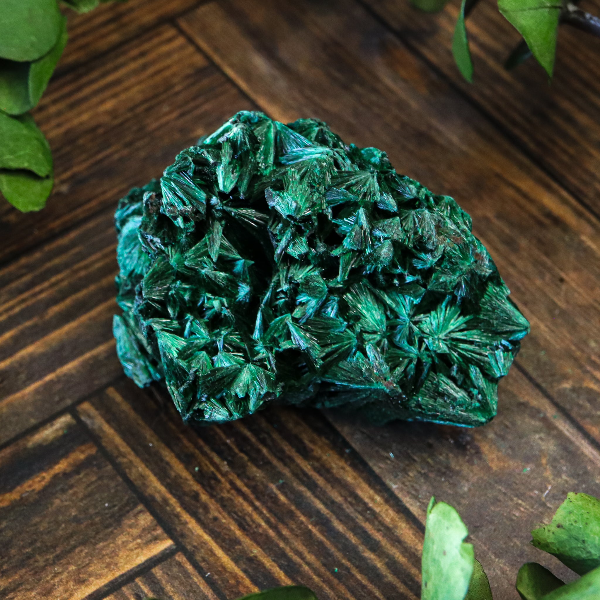 Velvet Malachite
