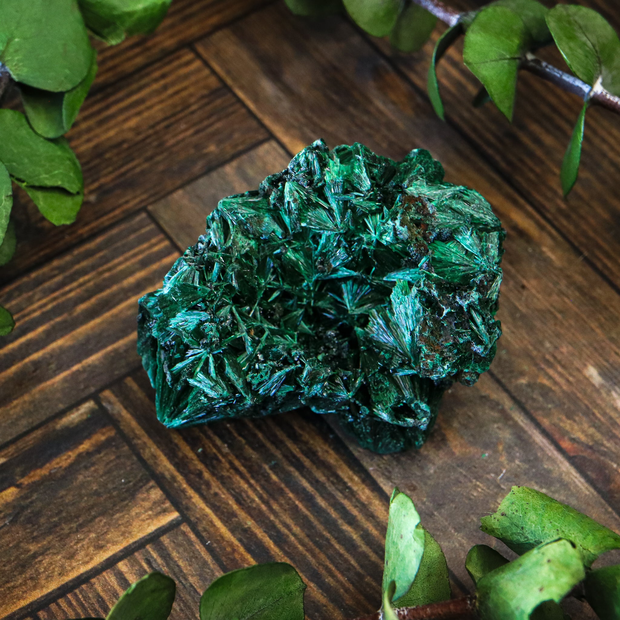 Velvet Malachite