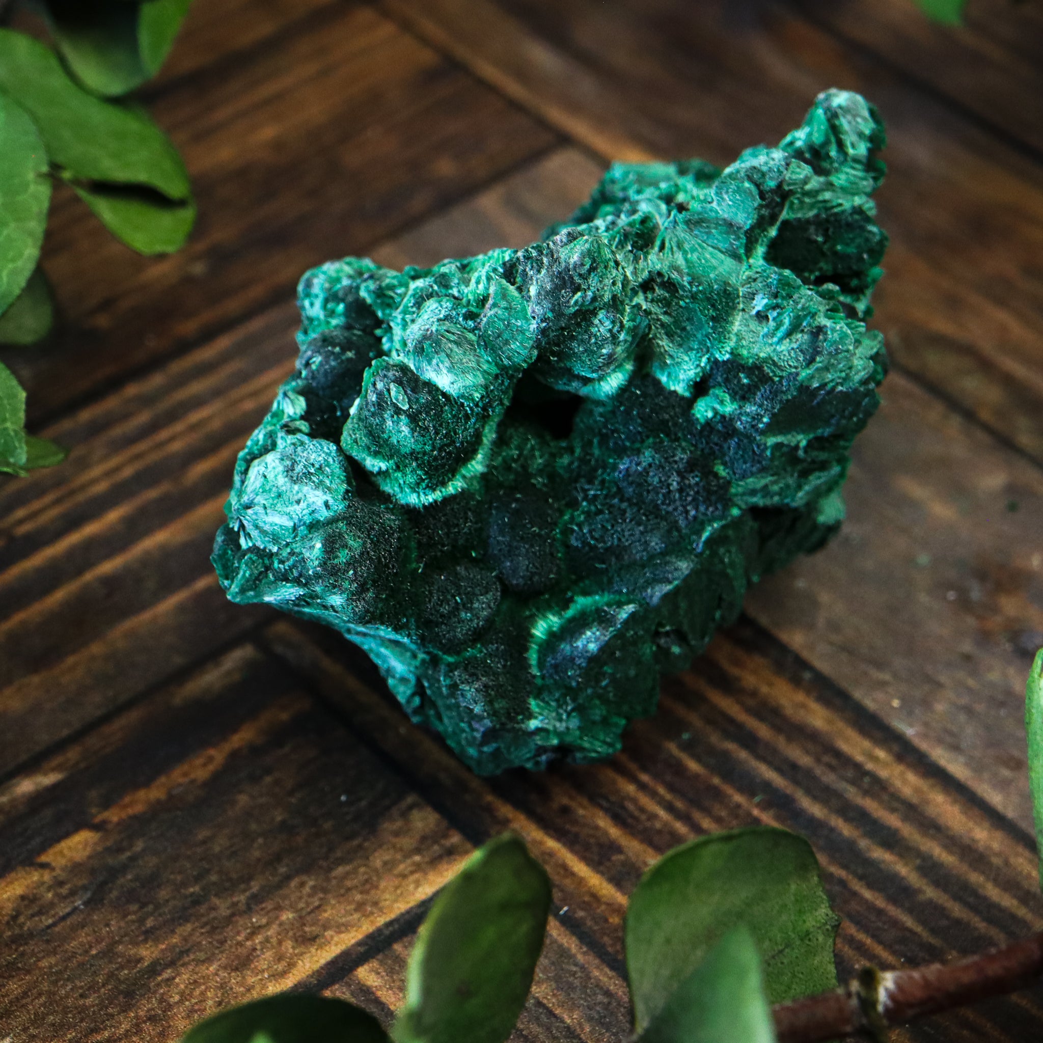 Velvet Malachite