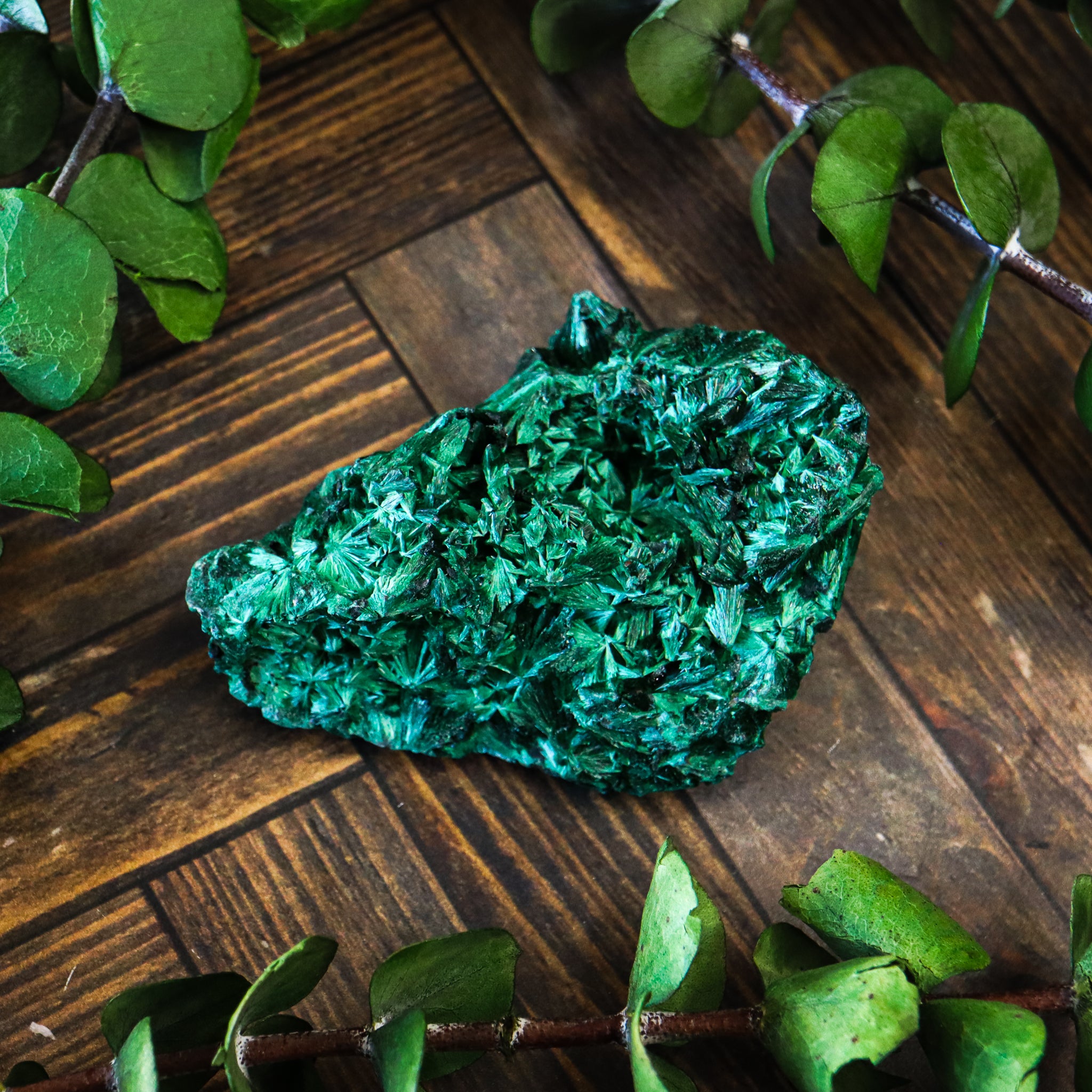 Velvet Malachite