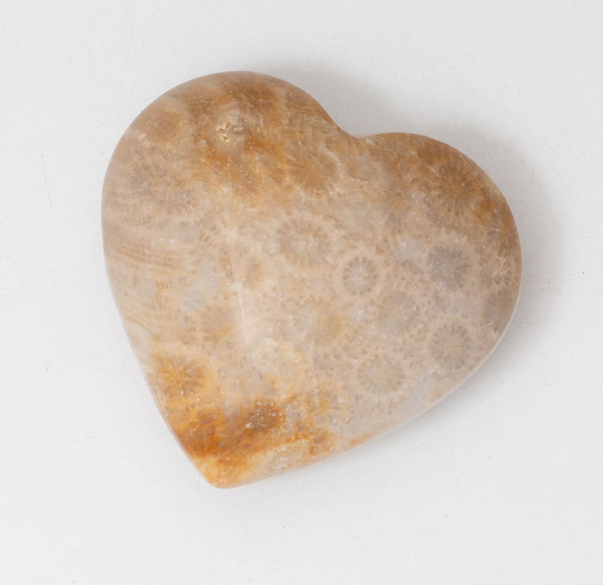 Fossilized Coral Heart
