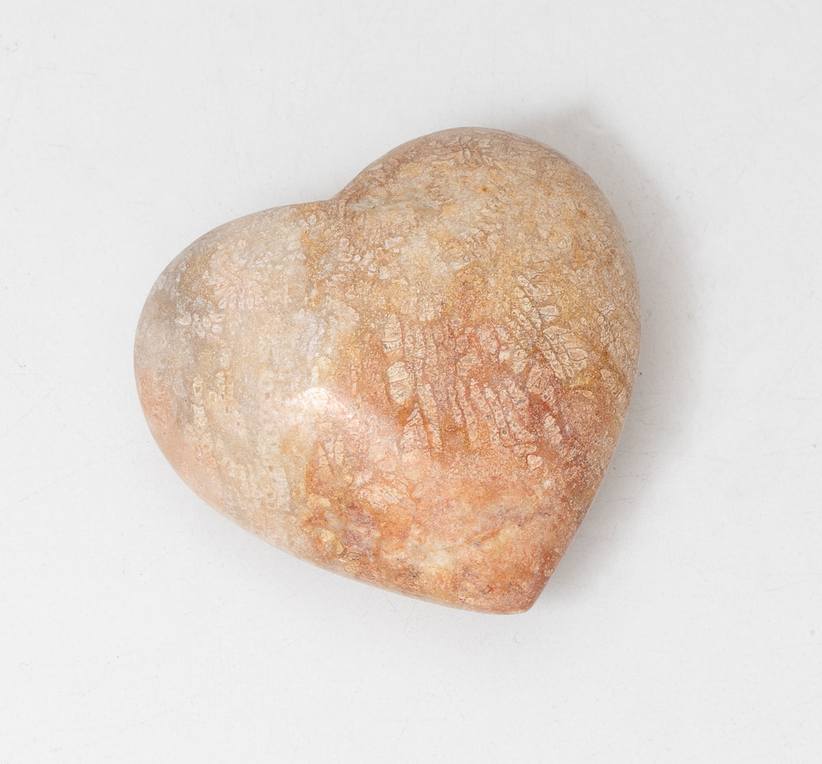 Fossilized Coral Heart