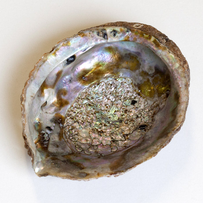 Abalone Shell Bowl Incense Holder Aries 