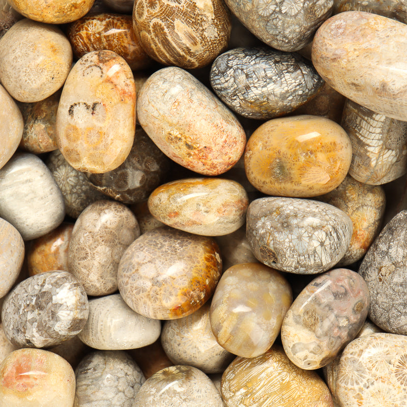 Fossilized Coral Tumbled Crystal Tumbled Crystal Magic