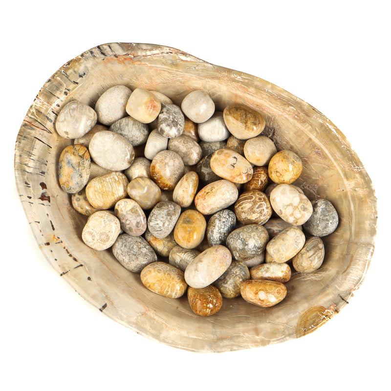 Fossilized Coral Tumbled Crystal Tumbled Crystal Magic