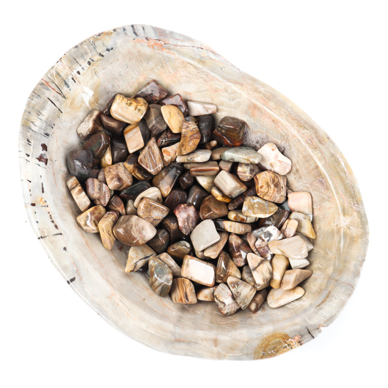 Petrified Wood Tumbled Crystal Tumbled Crystal Magic