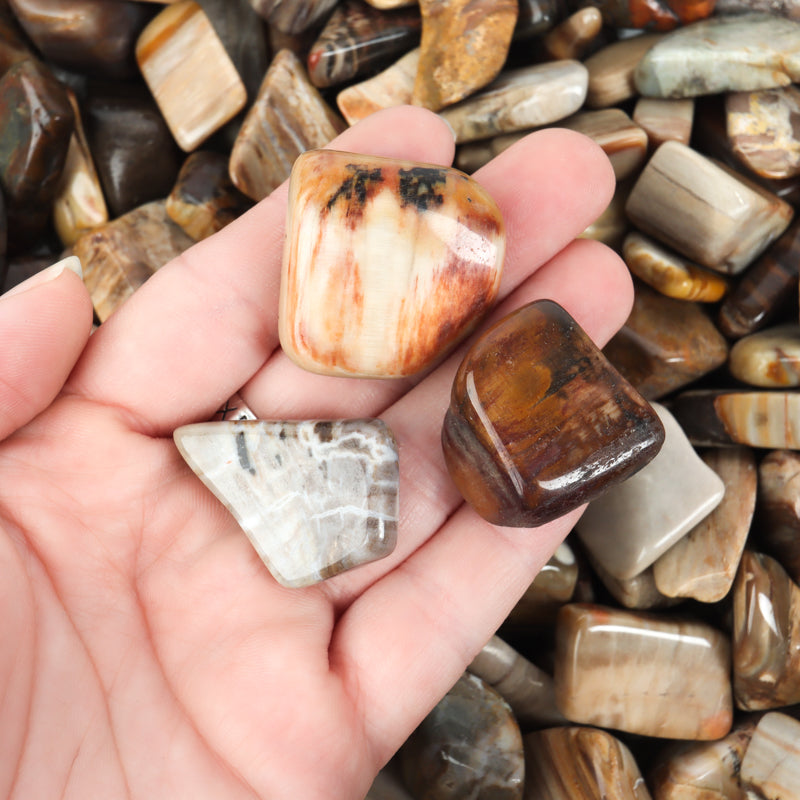 Petrified Wood Tumbled Crystal Tumbled Crystal Magic