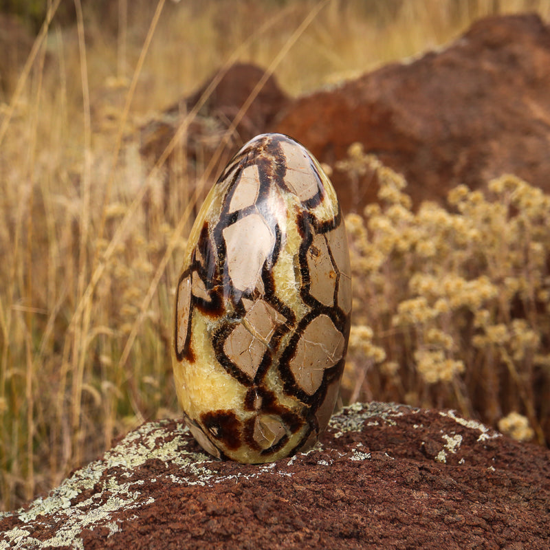 Septarian (Free Form)