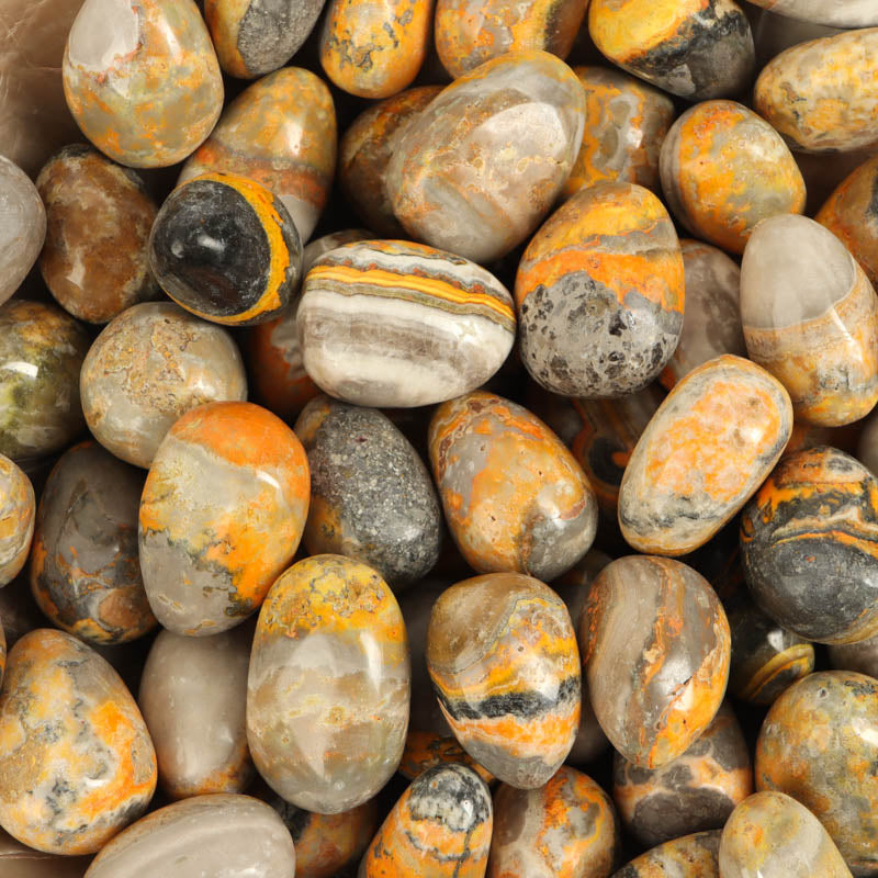 Bumblebee Jasper popular