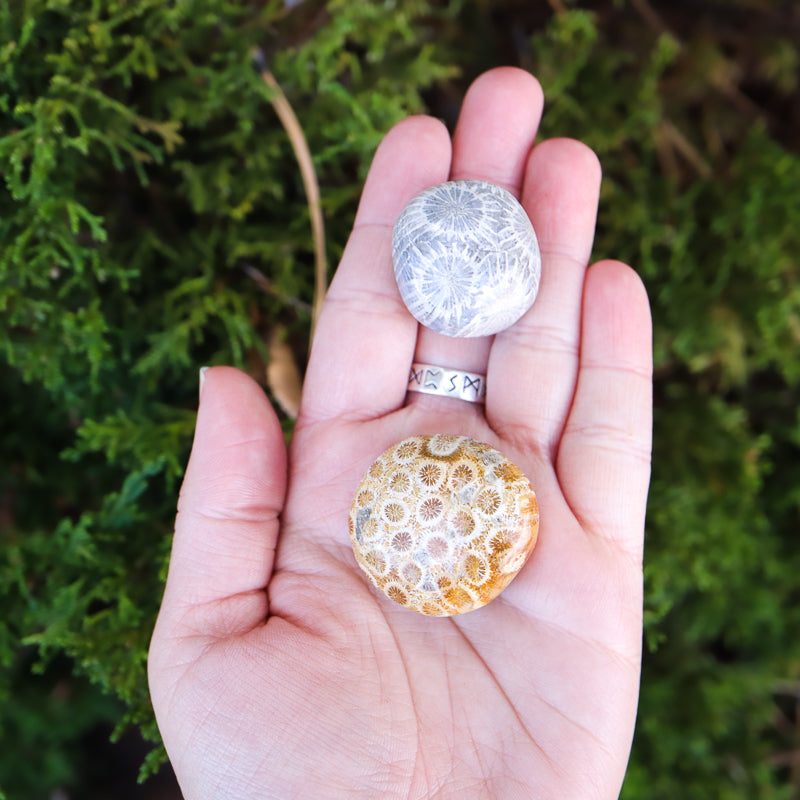 Fossilized Coral Tumbled Crystal Tumbled Crystal Magic