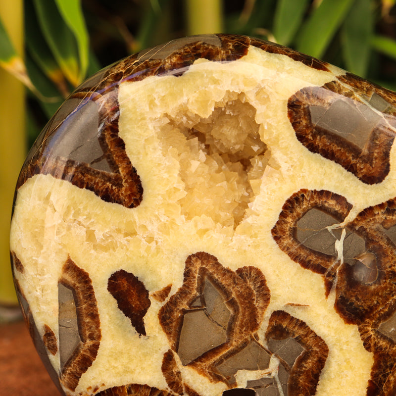 Large Septarian Bear with Geode Crystal Carvings Crystal Magic