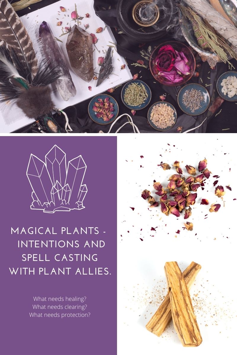 MAGICAL PLANTS - Setting intentions and spell casting with plant allies.