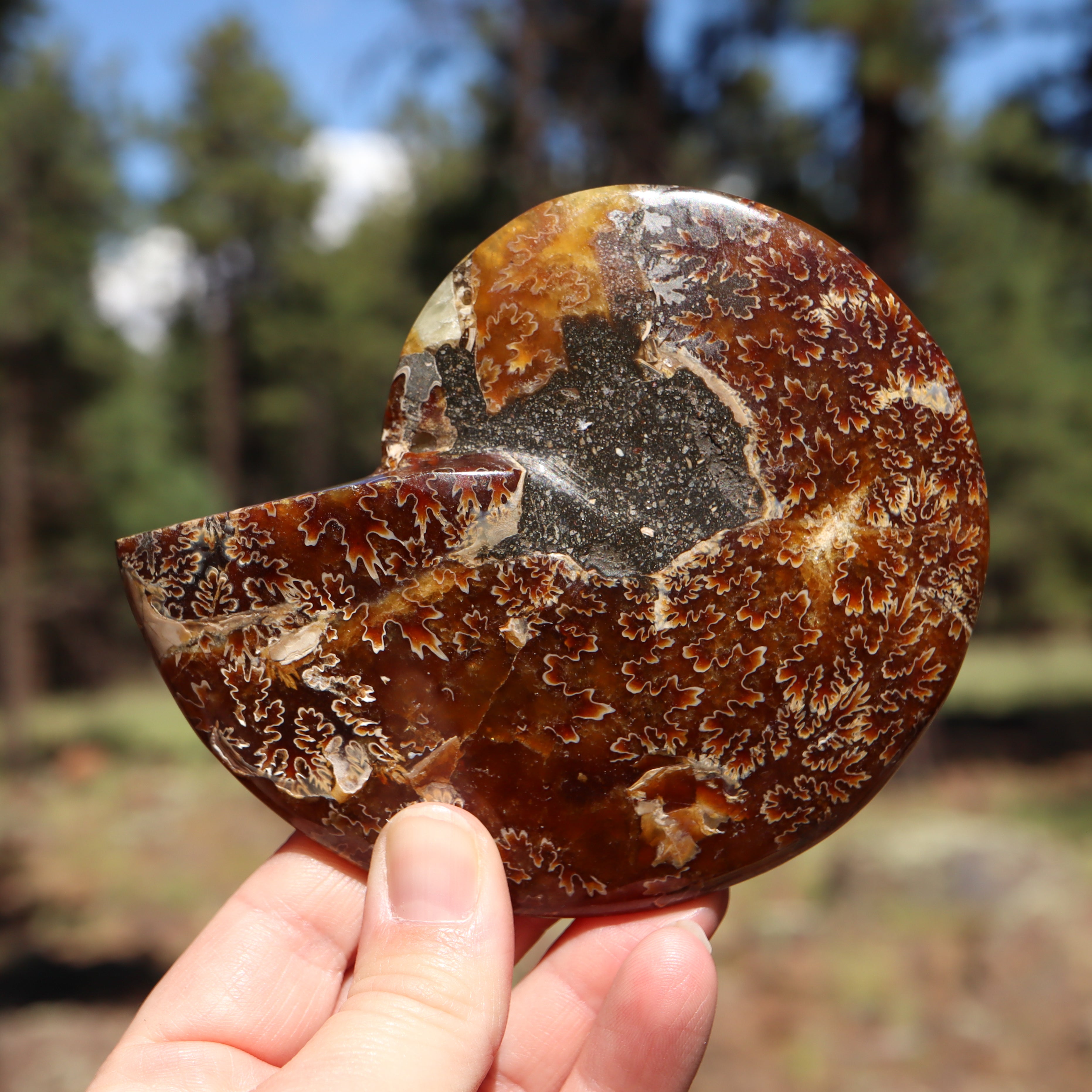 Polished Natural Ammonite Shell