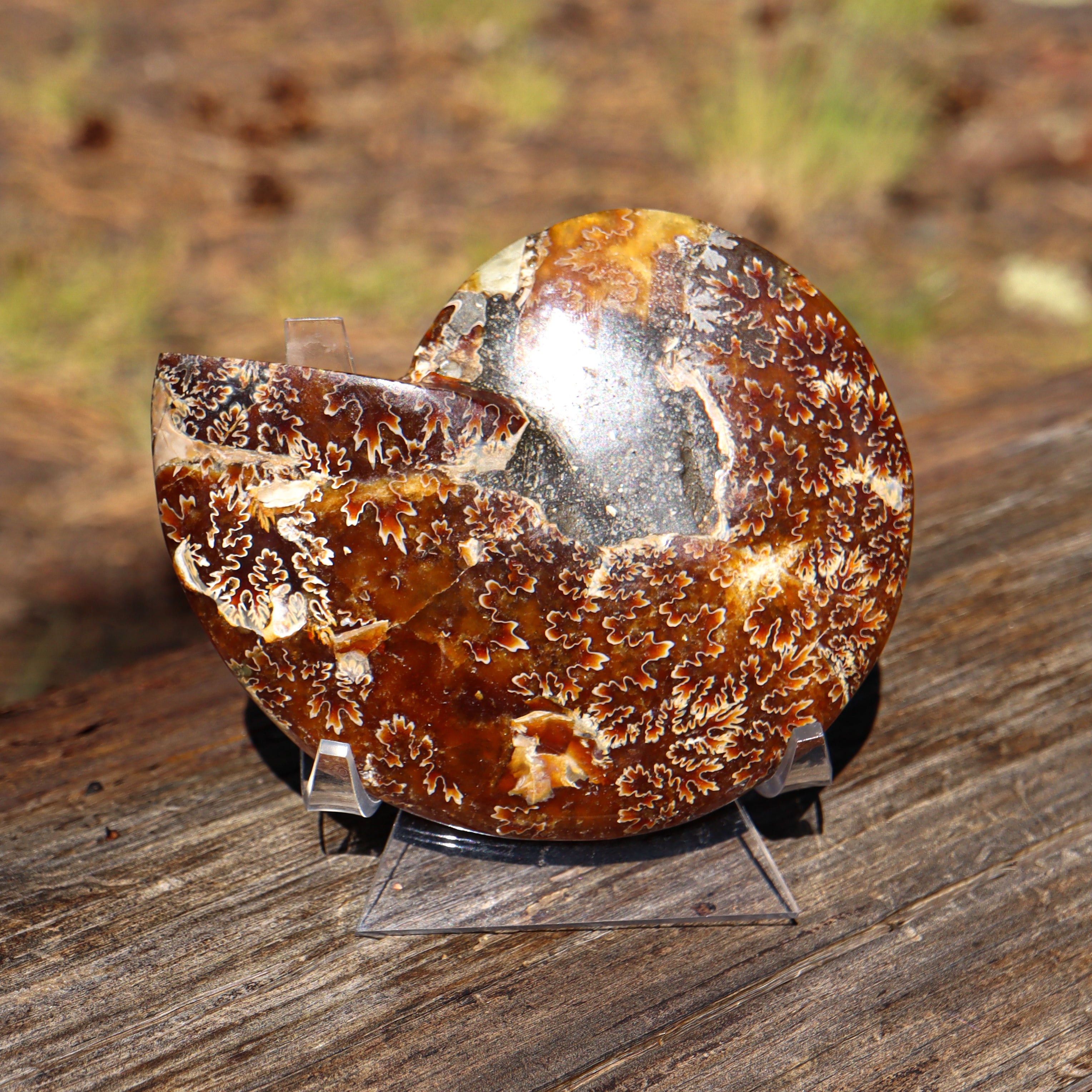 Polished Natural Ammonite Shell