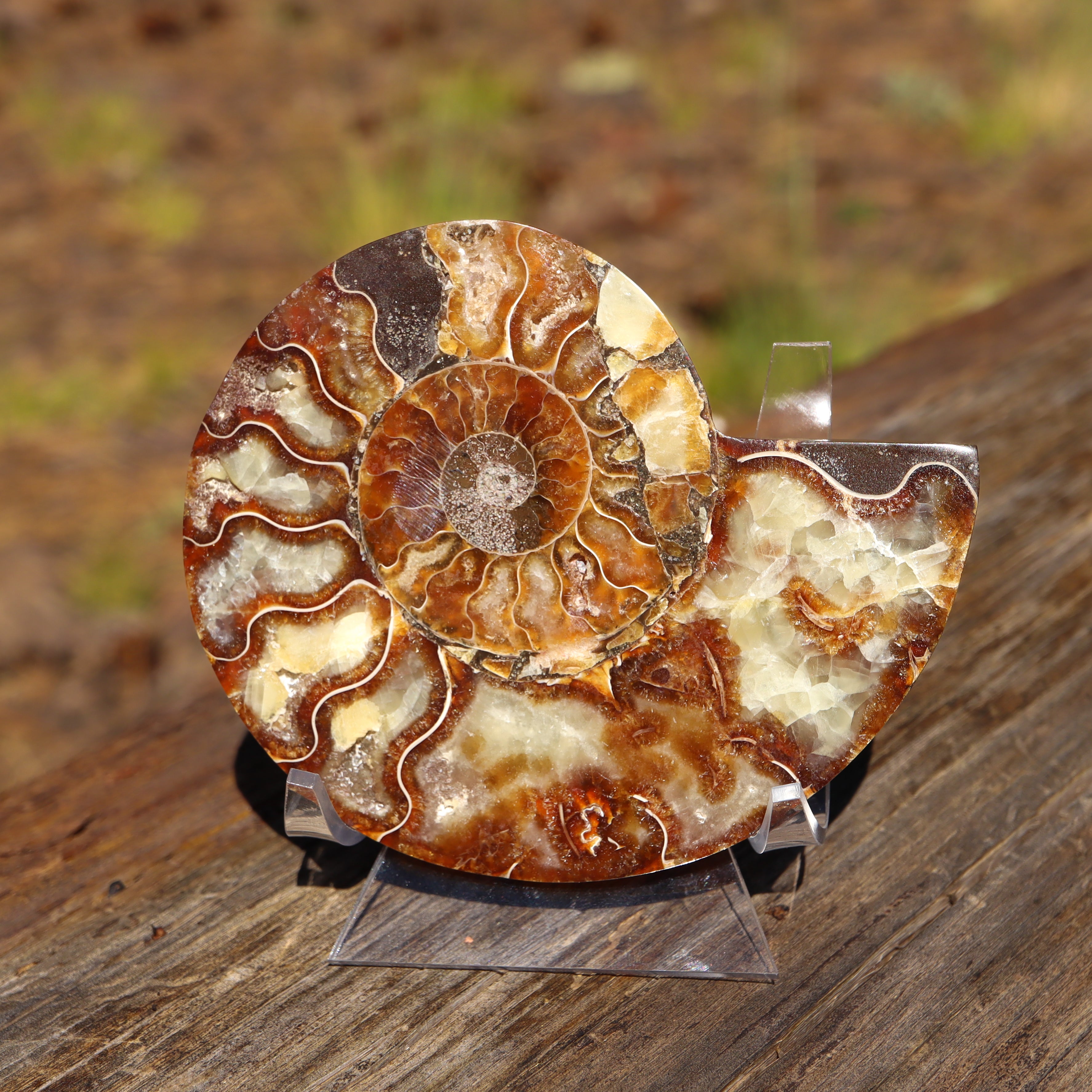 Polished Natural Ammonite Shell