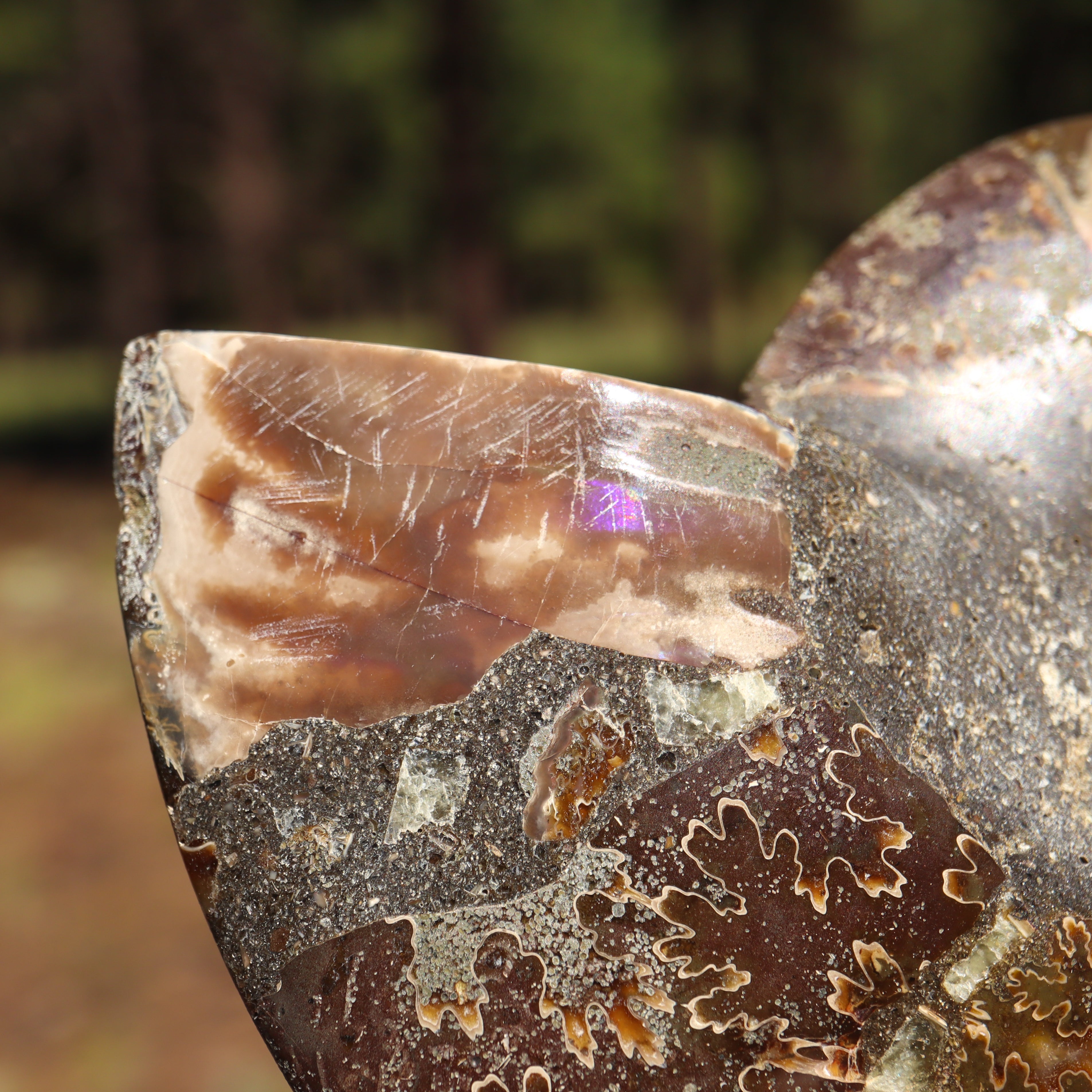 Polished Natural Ammonite Shell
