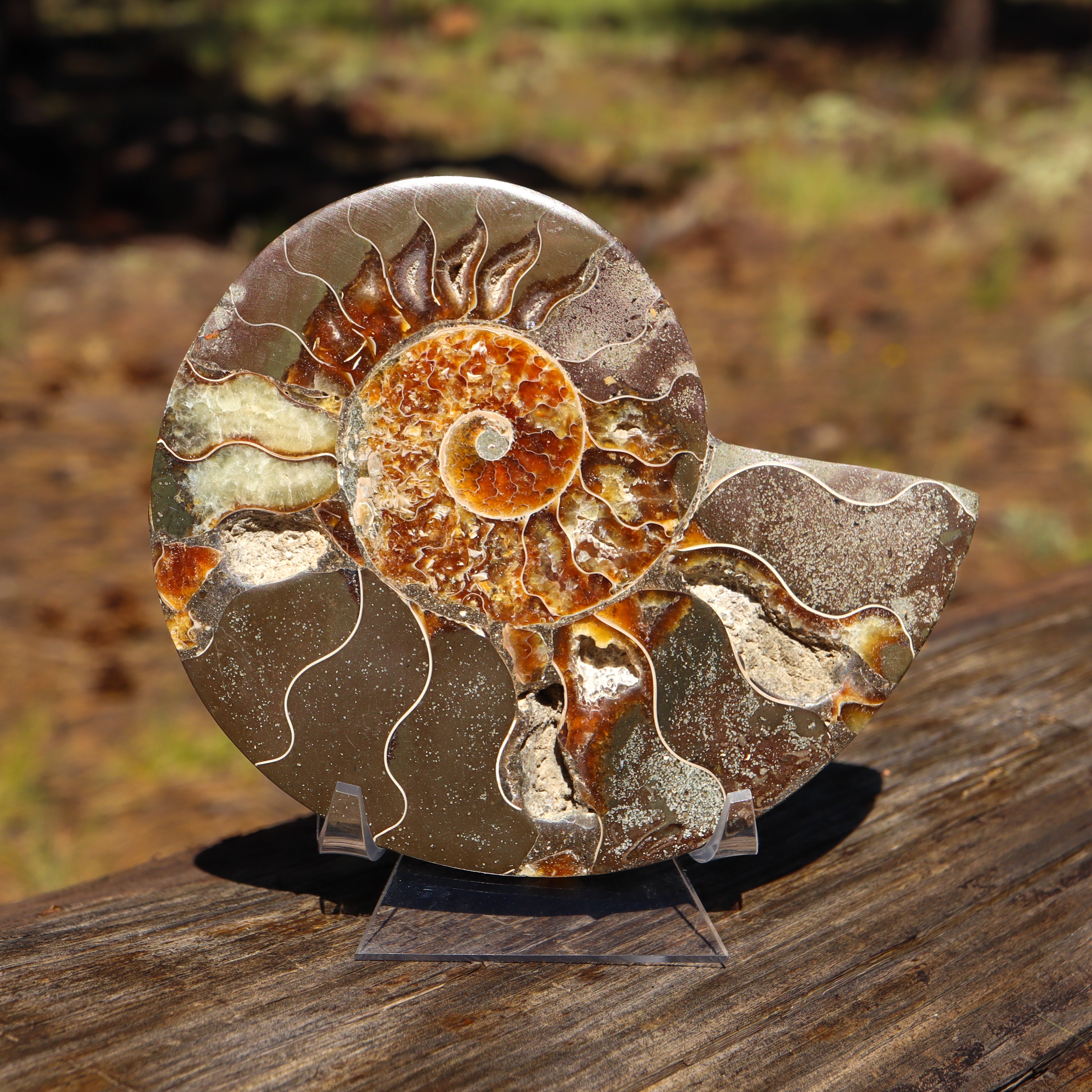 Polished Natural Ammonite Shell