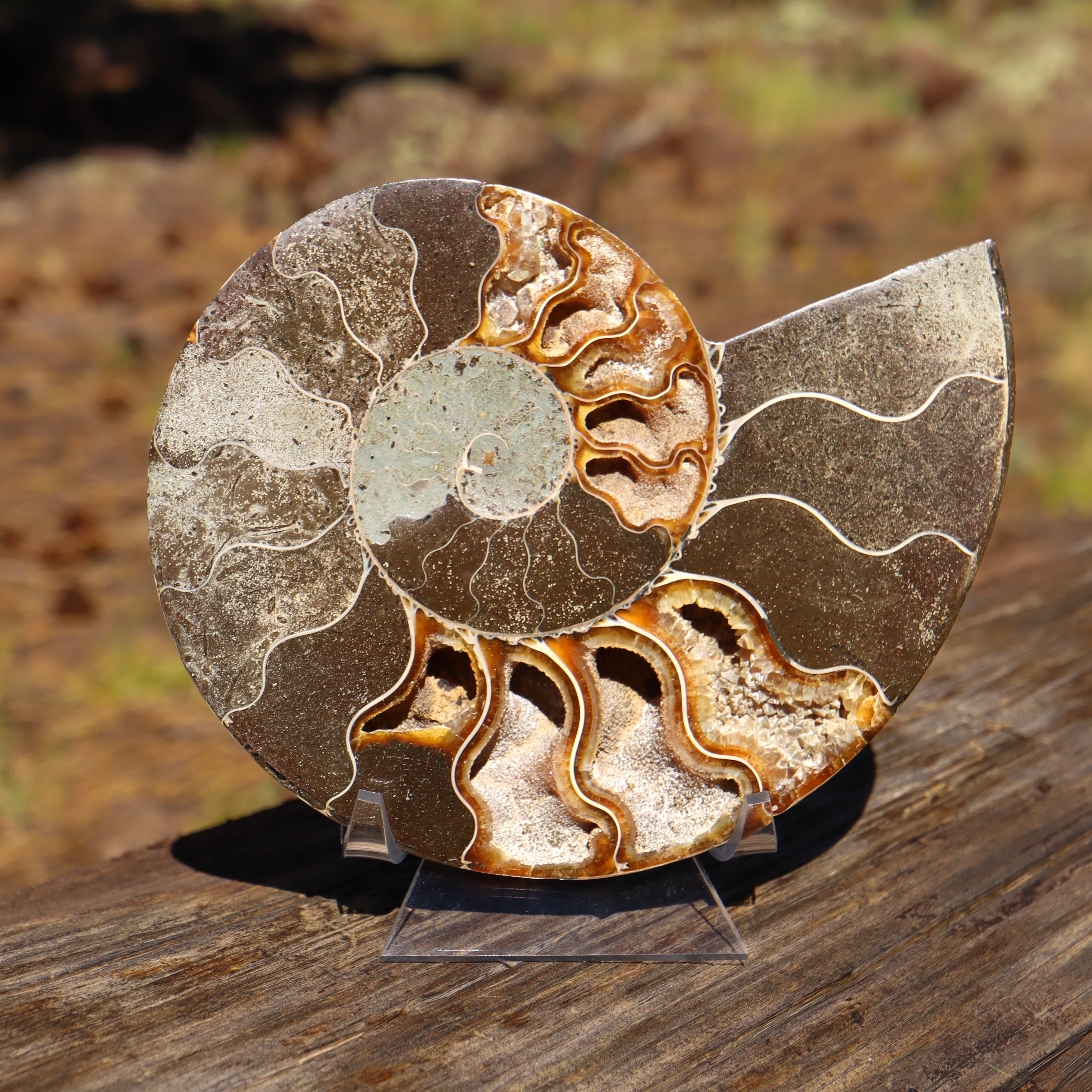 Polished Natural Ammonite Shell