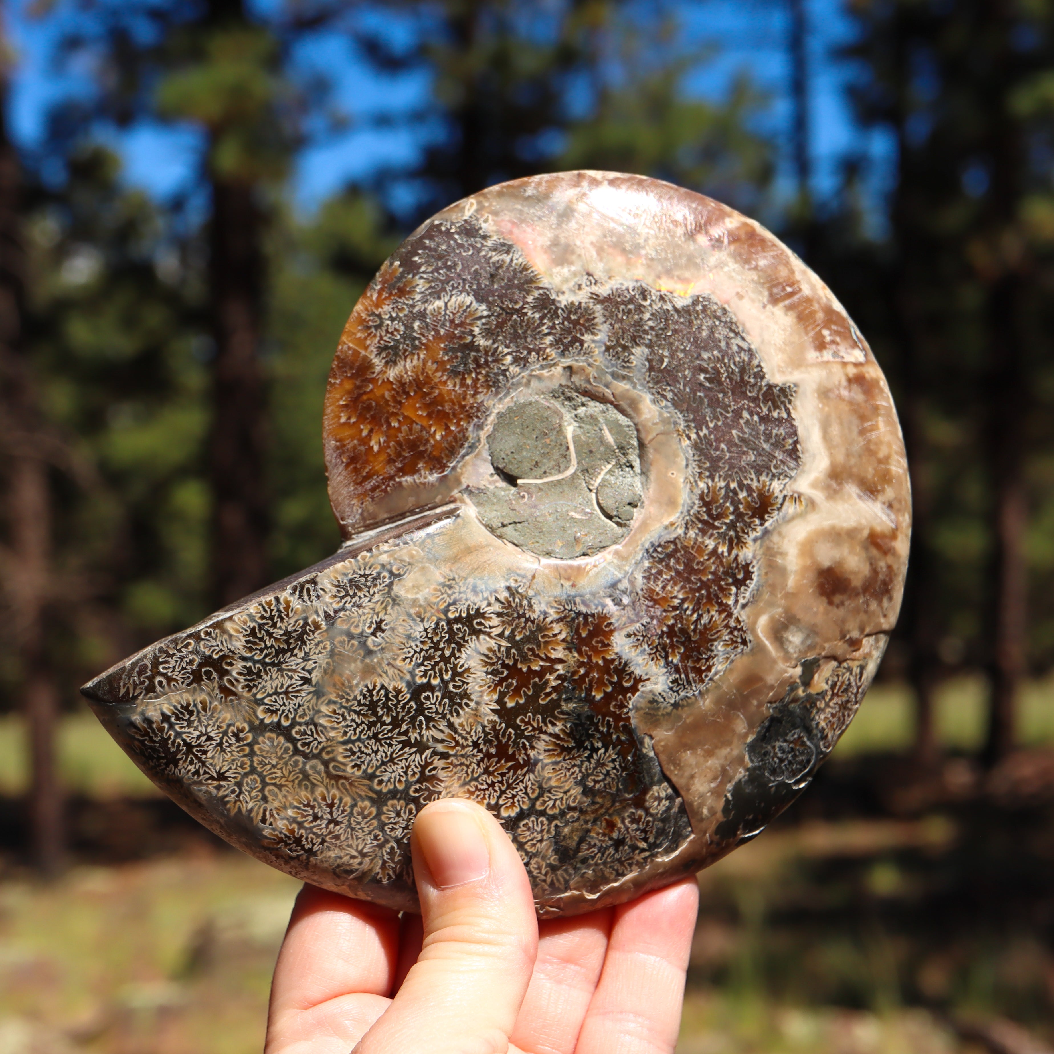 Polished Natural Ammonite Shell