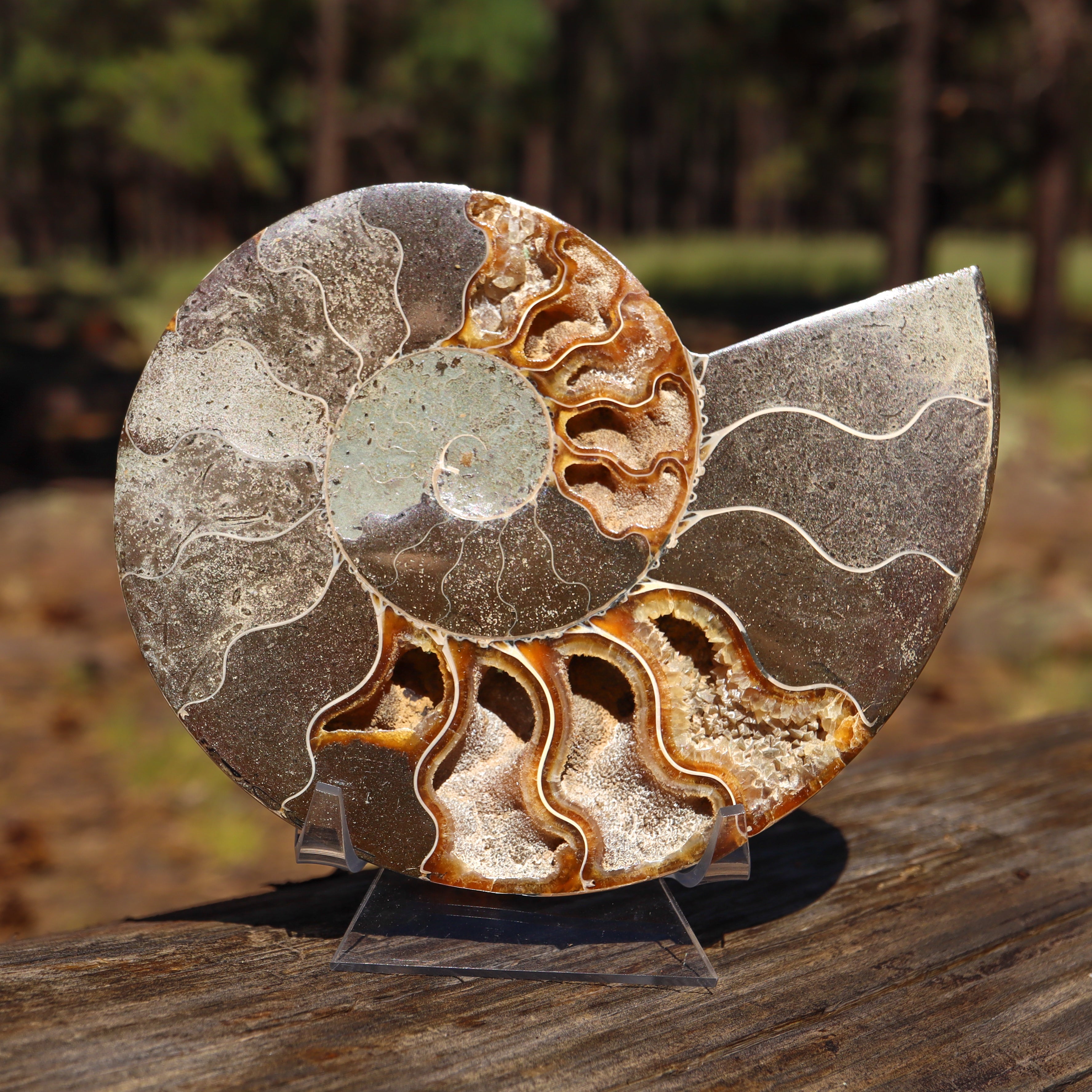 Polished Natural Ammonite Shell