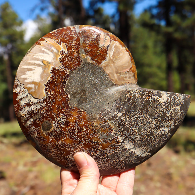 Polished Natural Ammonite Shell