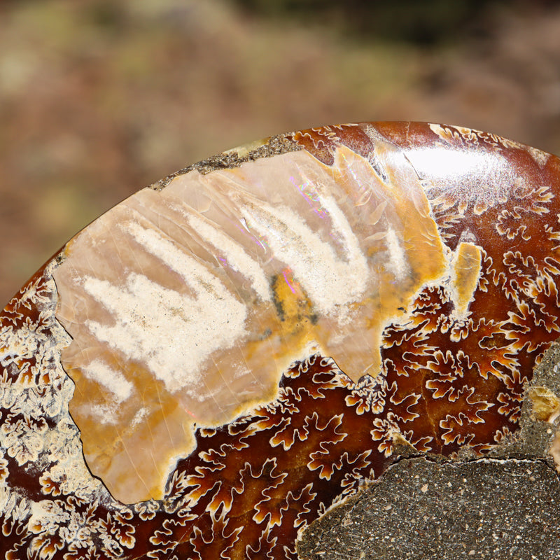 Polished Natural Ammonite Shell