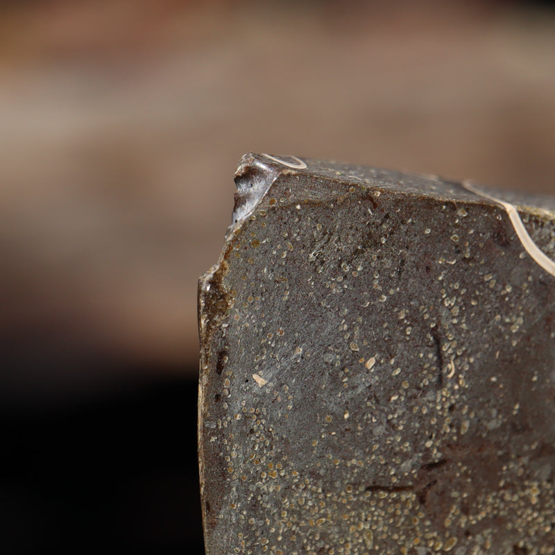 Polished Natural Ammonite Shell