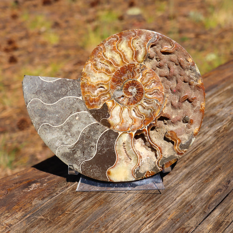 Polished Natural Ammonite Shell
