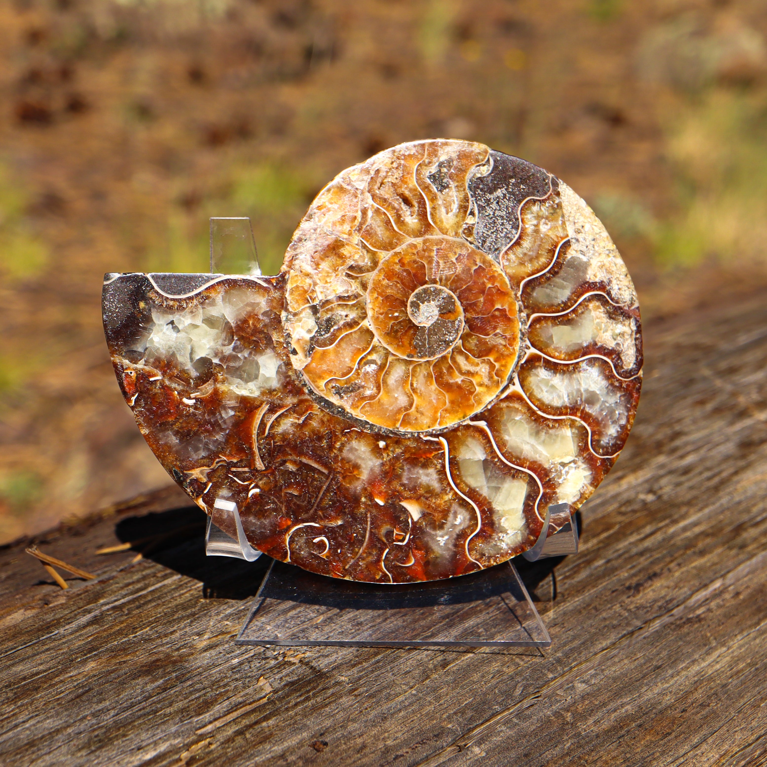 Polished Natural Ammonite Shell