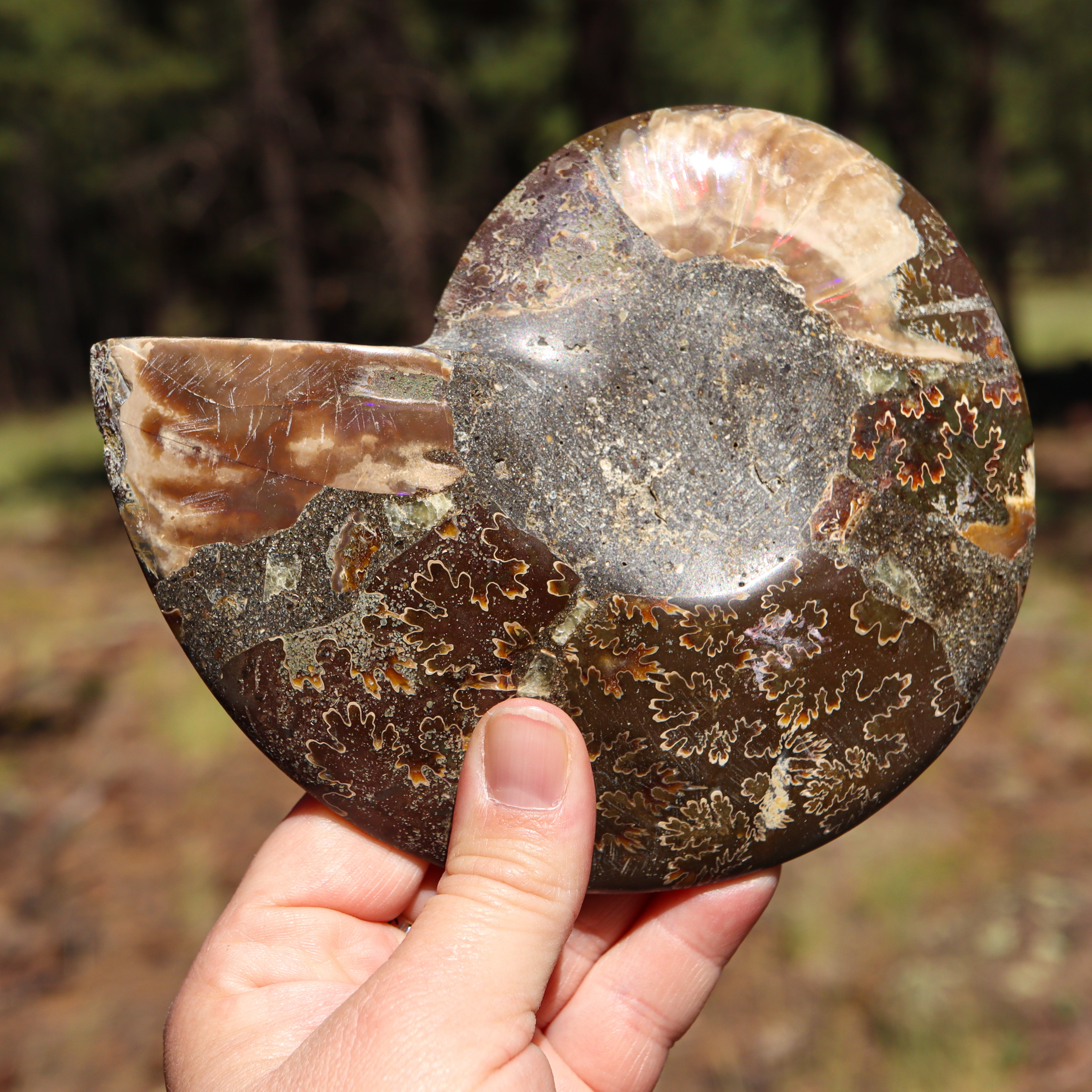 Polished Natural Ammonite Shell