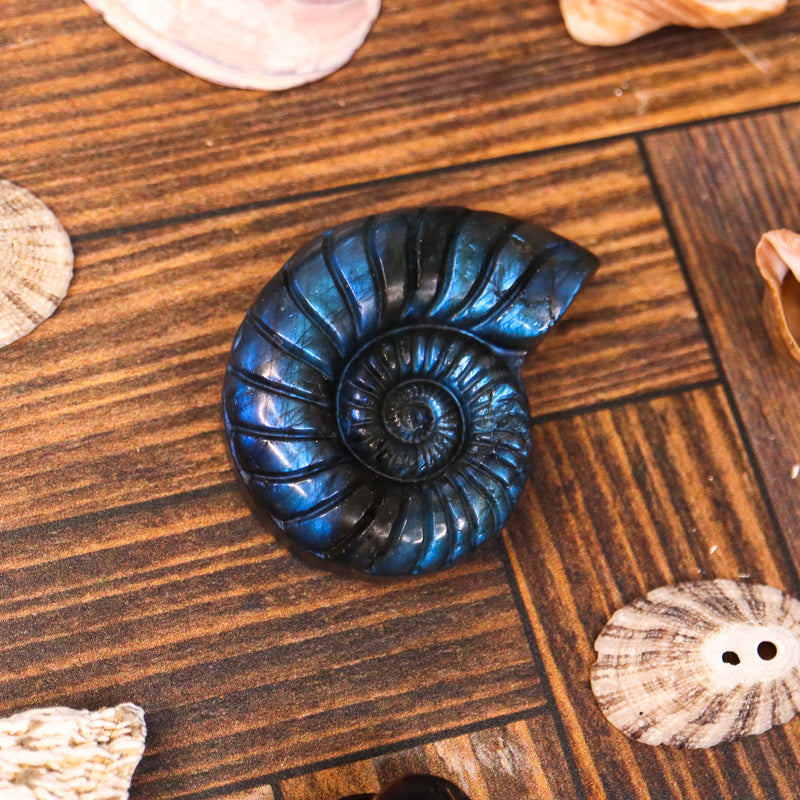 Labradorite Carved Ammonite