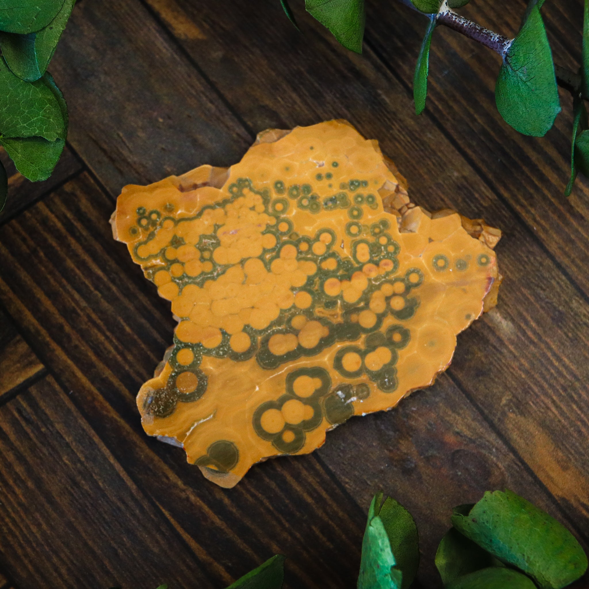 Ocean Jasper Polished Slice