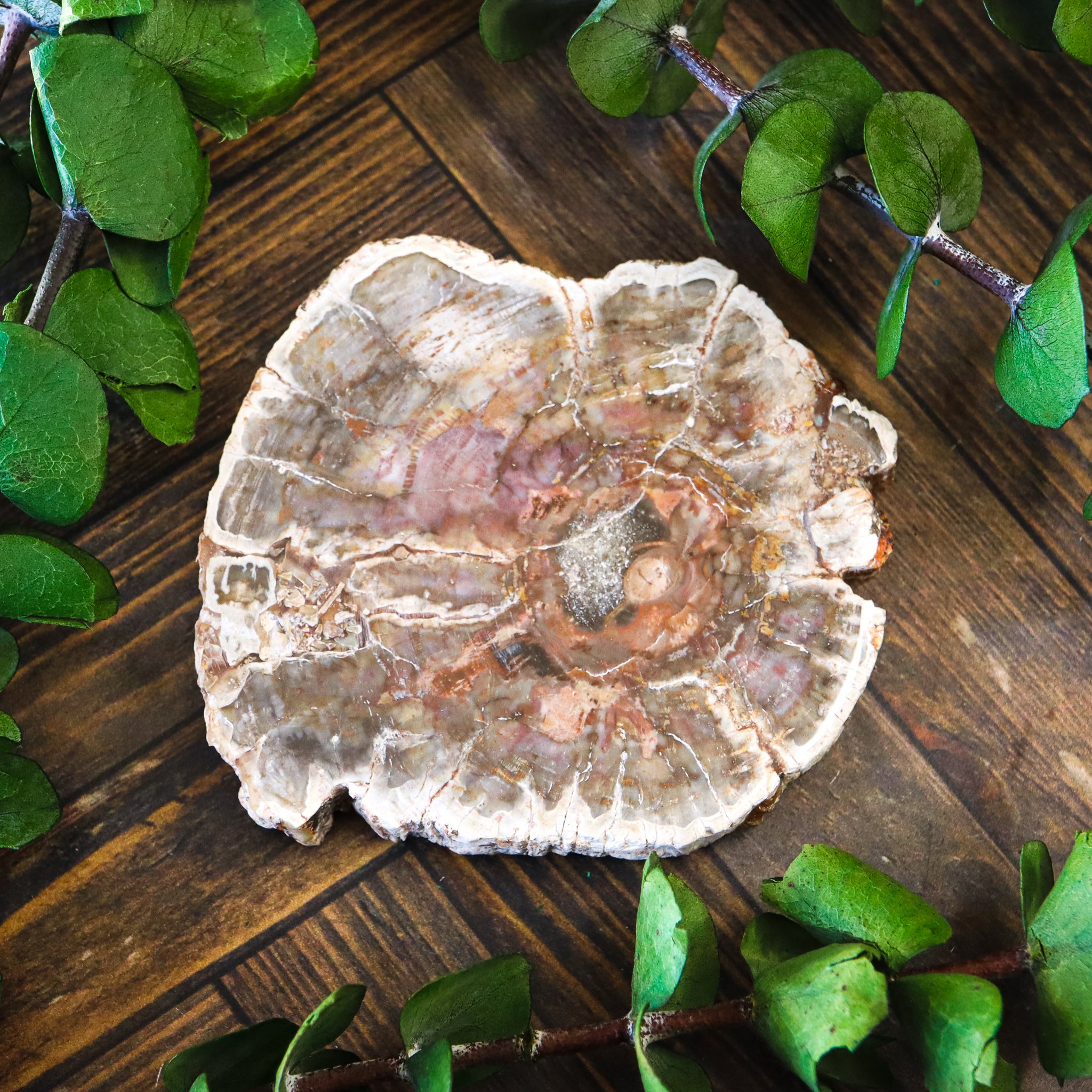 Petrified Wood Polished Slice